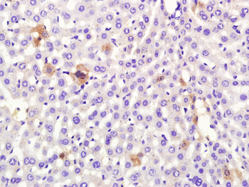 Albumin Rabbit Polyclonal Antibody