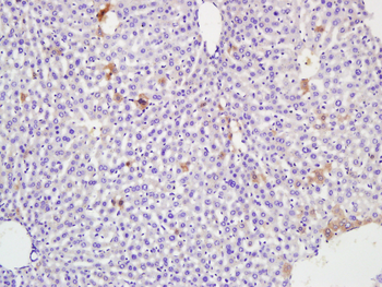 Albumin Rabbit Polyclonal Antibody