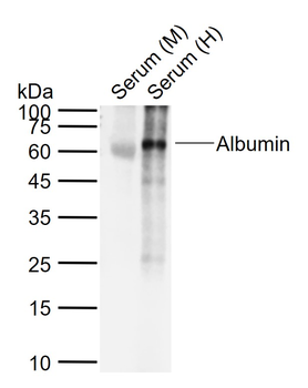 Albumin Rabbit Polyclonal Antibody