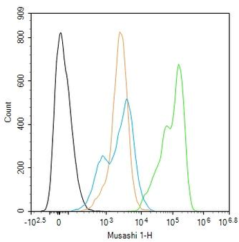 Musashi 1 Rabbit Polyclonal Antibody
