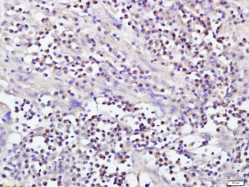 NAT8L Rabbit Polyclonal Antibody