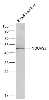 NDUFS2 Rabbit Polyclonal Antibody