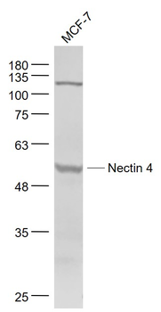 Nectin 4 Rabbit Polyclonal Antibody
