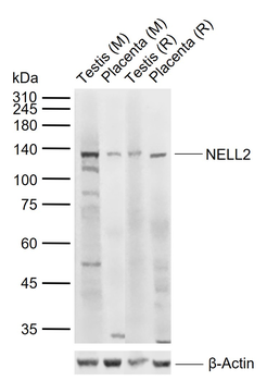 NELL2 Rabbit Polyclonal Antibody