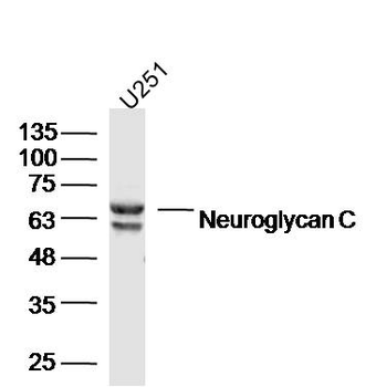 Neuroglycan C Rabbit Polyclonal Antibody