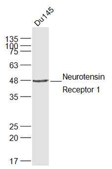 Neurotensin Receptor 1 Rabbit Polyclonal Antibody