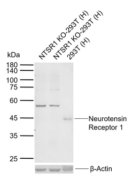 Neurotensin Receptor 1 Rabbit Polyclonal Antibody