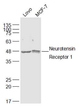 Neurotensin Receptor 1 Rabbit Polyclonal Antibody