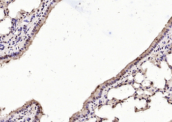 Phospho-NFATC4 (Ser168 + Ser170) Rabbit Polyclonal Antibody