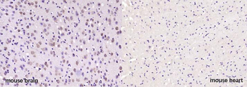 Neurogranin Rabbit Polyclonal Antibody
