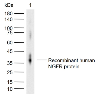 NGFR/p75NTR Rabbit Polyclonal Antibody