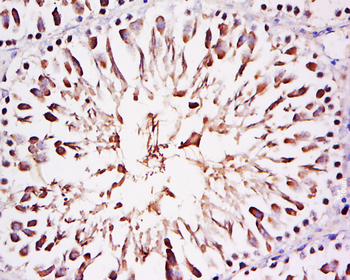 FAM29A Rabbit Polyclonal Antibody