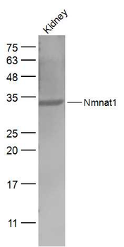 Nmnat1 Rabbit Polyclonal Antibody
