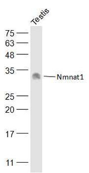 Nmnat1 Rabbit Polyclonal Antibody