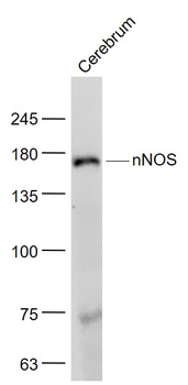NNOS Rabbit Polyclonal Antibody
