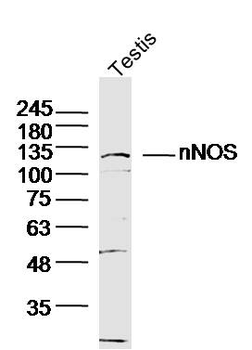 NNOS Rabbit Polyclonal Antibody