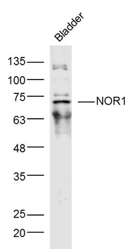 NR4A3 Rabbit Polyclonal Antibody