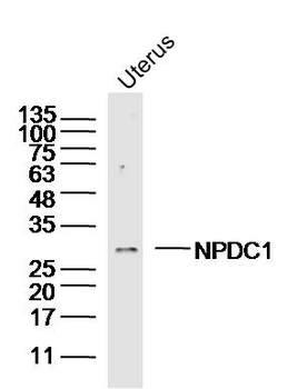 NPDC1 Rabbit Polyclonal Antibody