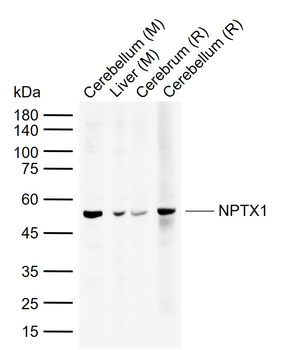 NPTX1 Rabbit Polyclonal Antibody