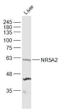 NR5A2 Rabbit Polyclonal Antibody