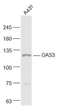 OAS3 Rabbit Polyclonal Antibody