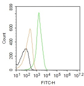 AIF1/Iba1 Rabbit Polyclonal Antibody (FITC)