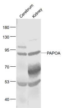 PAPOA Rabbit Polyclonal Antibody