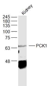 PCK1 Rabbit Polyclonal Antibody