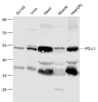 PD-L1 Rabbit Polyclonal Antibody