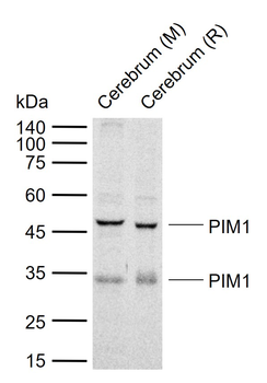 PIM1+PIM3 Rabbit Polyclonal Antibody
