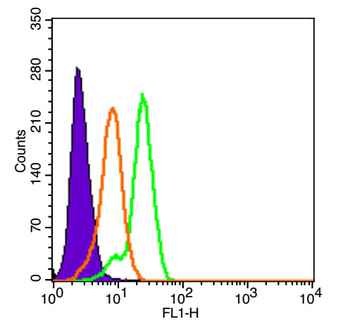 MCT1 Rabbit Polyclonal Antibody (BF488)