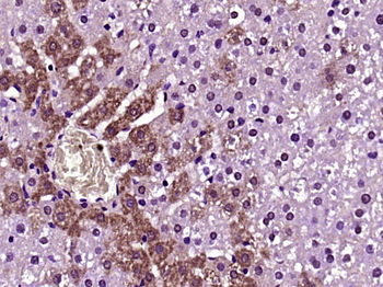 Presenilin 1 + 2 Rabbit Polyclonal Antibody