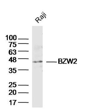 BZW2 Rabbit Polyclonal Antibody