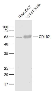CD162 Rabbit Polyclonal Antibody