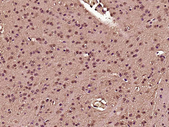 PTBP2 Rabbit Polyclonal Antibody