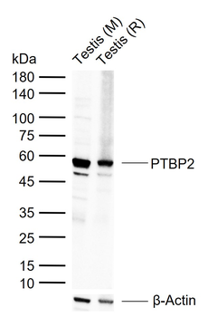 PTBP2 Rabbit Polyclonal Antibody