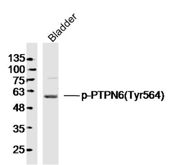 Phospho-PTPN6 (Tyr564) Rabbit Polyclonal Antibody