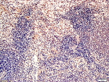 Phospho-PTPN6 (Tyr564) Rabbit Polyclonal Antibody