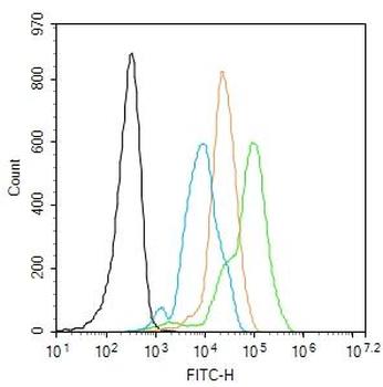 Rad51 Rabbit Polyclonal Antibody