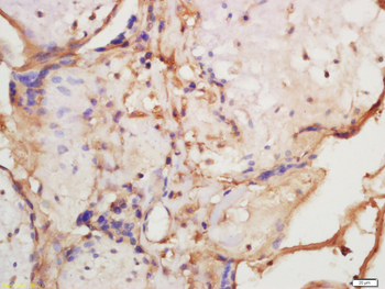 Rad51 Rabbit Polyclonal Antibody