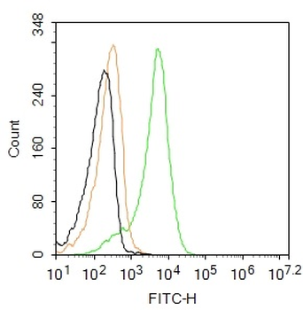 Legumain Rabbit Polyclonal Antibody (BF488)