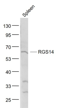 RGS14 Rabbit Polyclonal Antibody