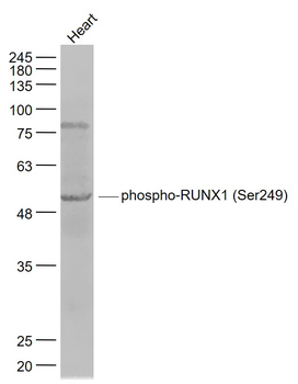 Phospho-RUNX1 (Ser249) Rabbit Polyclonal Antibody