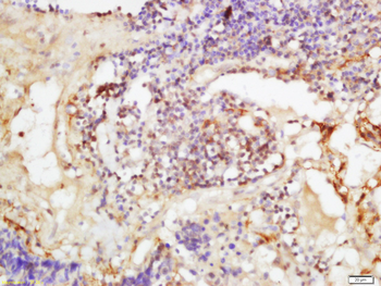 Runx3 Rabbit Polyclonal Antibody