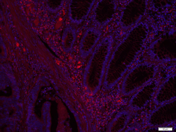 EIF2S1 Rabbit Polyclonal Antibody (BF594)
