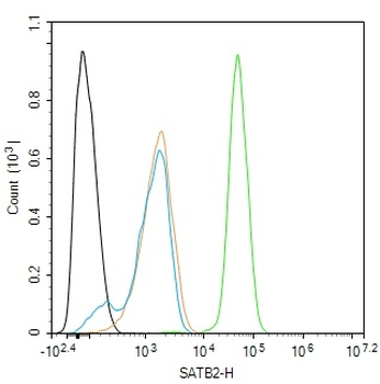 SATB2 Rabbit Polyclonal Antibody