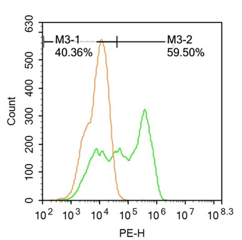 SATB2 Rabbit Polyclonal Antibody