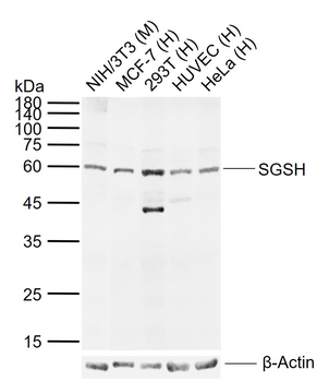 SGSH Rabbit Polyclonal Antibody