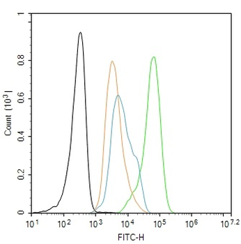 Phospho-Smad1 (Ser463) Rabbit Polyclonal Antibody