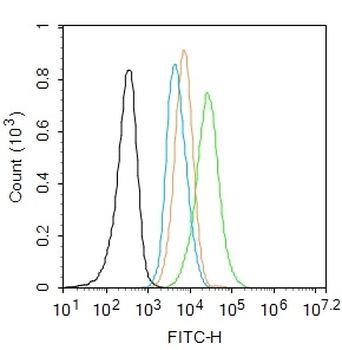 SNAIL + SLUG Rabbit Polyclonal Antibody